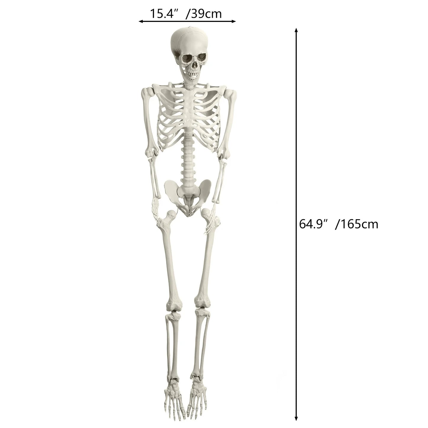 5.4FT Life-Size Light-Up Skeleton Decoration - with Movable Joints and Glowing Eyes