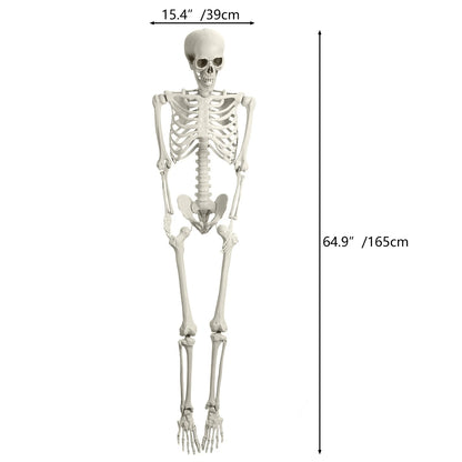 5.4FT Life-Size Light-Up Skeleton Decoration - with Movable Joints and Glowing Eyes